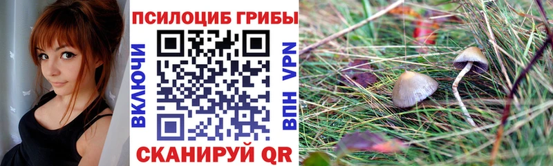 магазин продажи   Киреевск  Галлюциногенные грибы Cubensis 